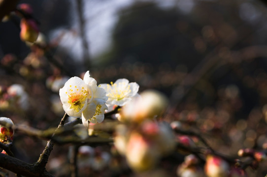 白梅