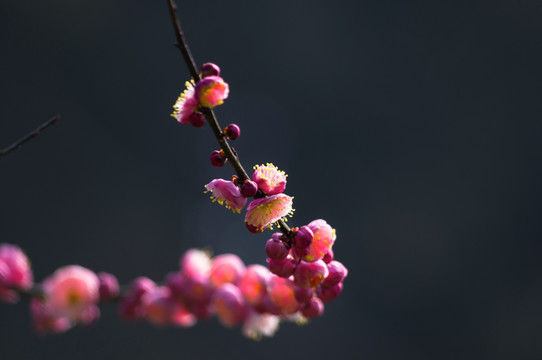 红梅
