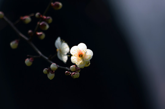 白梅