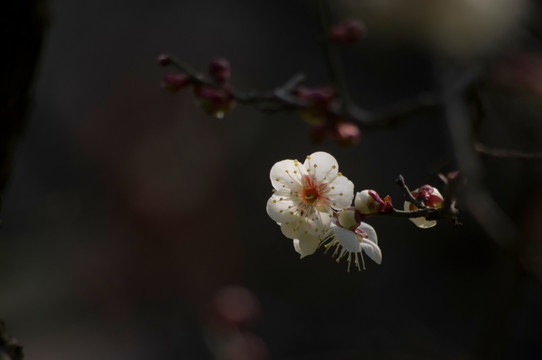 白梅