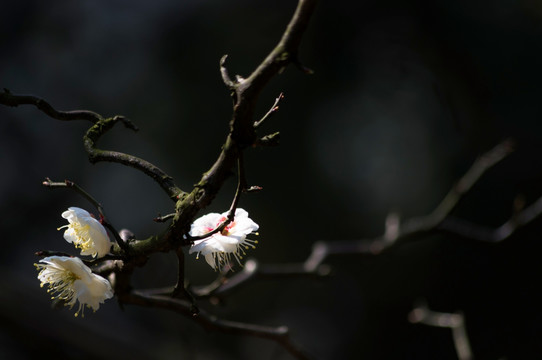 梅花