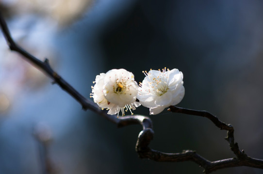 龙梅