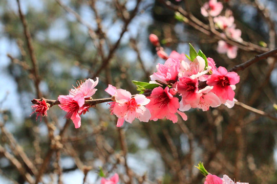 桃花