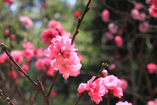 桃花