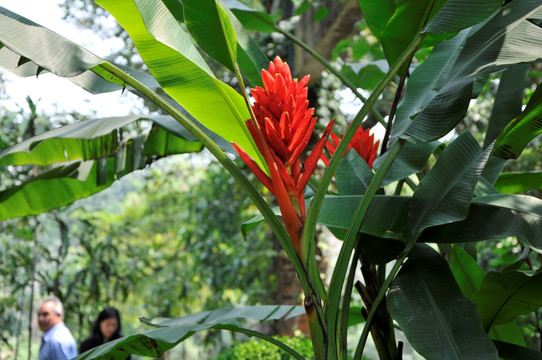 华南植物园 红花蕉