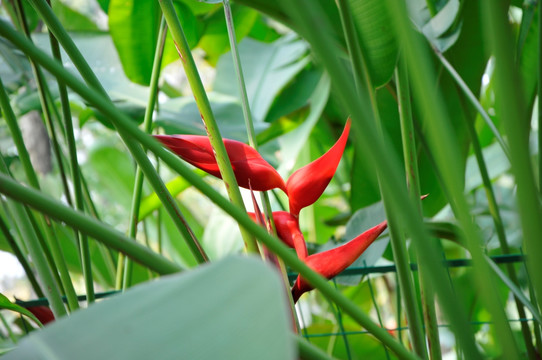 华南植物园 富红蝎尾蕉