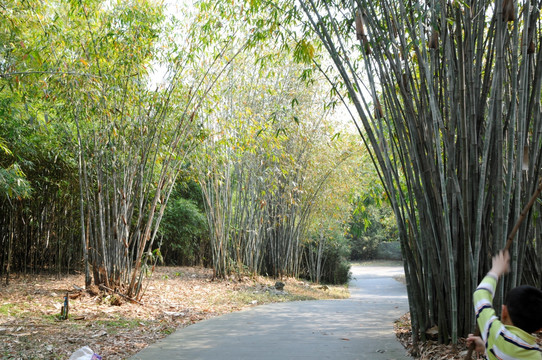 华南植物园 竹林