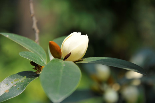 华南植物园 含笑花