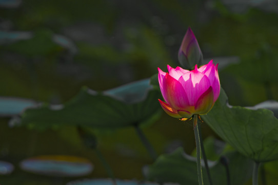 荷花