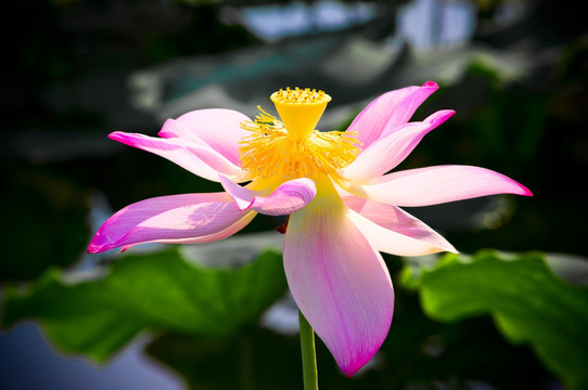 荷花