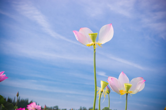 荷花