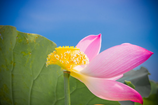 荷花
