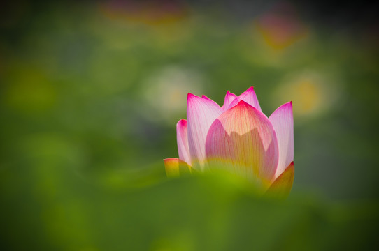 荷花
