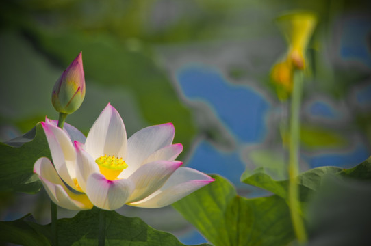 荷花