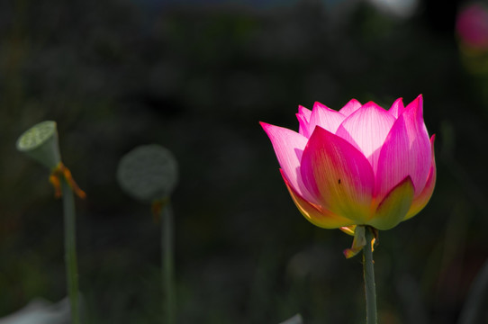 荷花