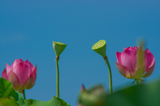 荷花
