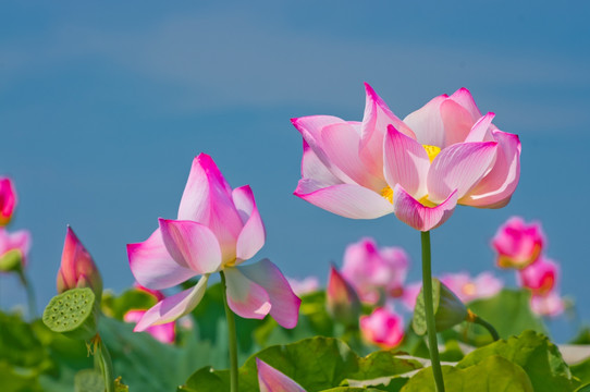 荷花