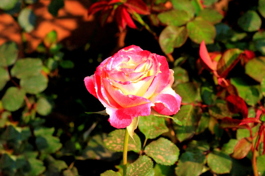 月季花