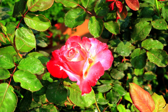 月季花