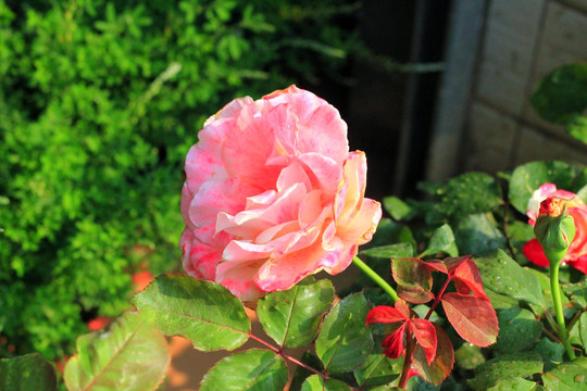 月季花