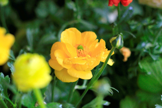 黄花
