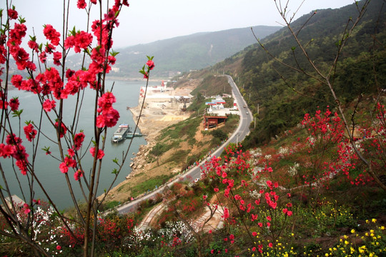 山上桃花红