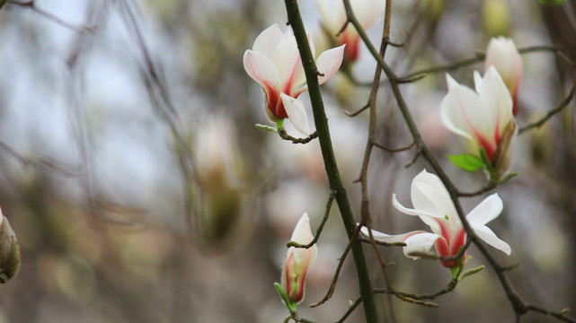 玉兰花