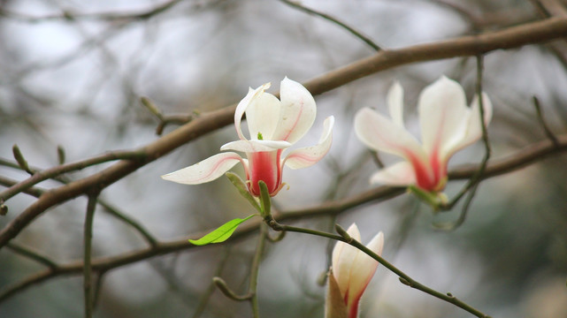 玉兰花