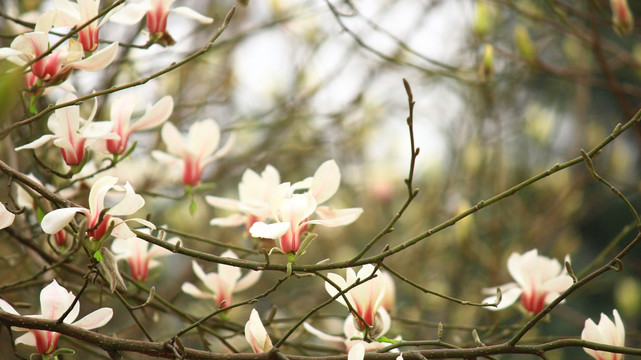 玉兰花