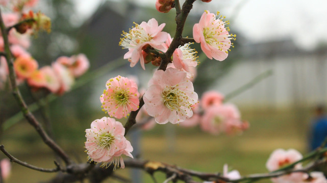 梅花