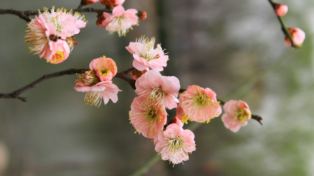 梅花