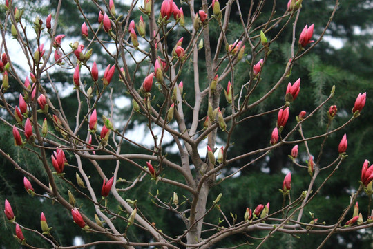 玉兰花