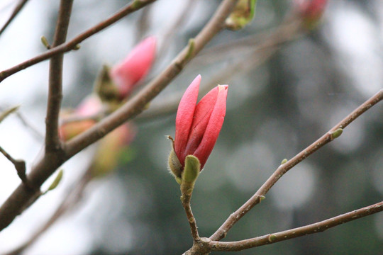 玉兰花