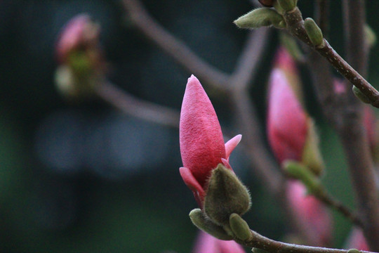 玉兰花