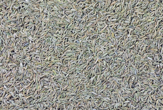 孜然