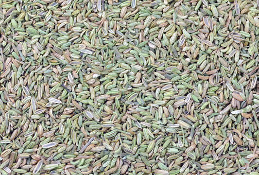 小茴香籽