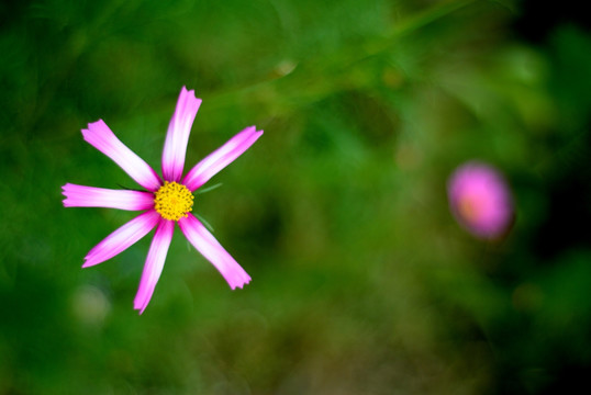 雏菊