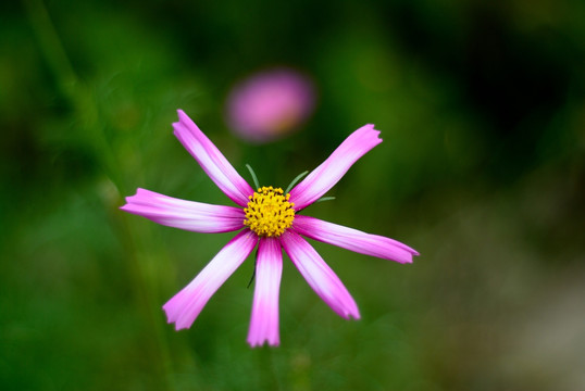 雏菊