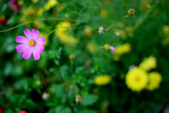 雏菊