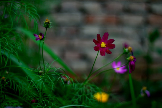 雏菊