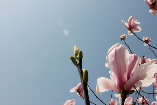 玉兰花