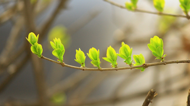 萌芽