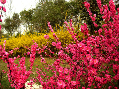 桃花迎春