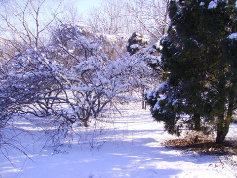 雪景 树木