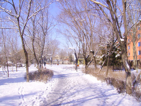 雪景 树木