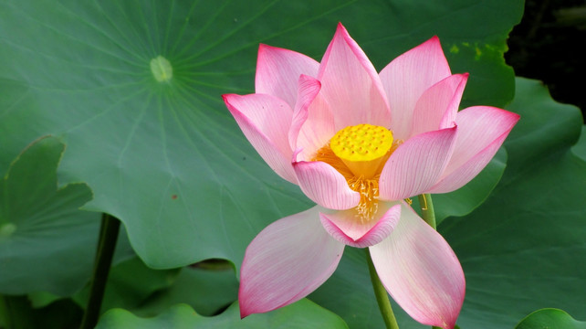 荷花