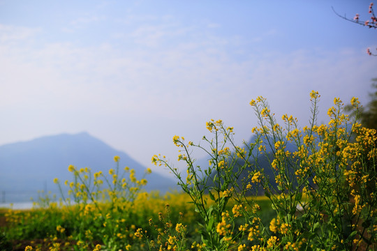 油菜花