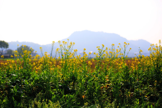 油菜花