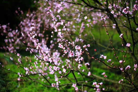 桃花