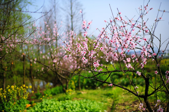 桃花